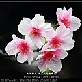 nEO_IMG_140204--CKS Cherry Blossoms 202-800.jpg