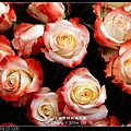 nEO_IMG_140315--Roses & Pandas 059-800.jpg