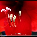 nEO_IMG_140417--Rad Flower 005-800.jpg