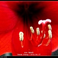 nEO_IMG_140417--Rad Flower 010-800.jpg