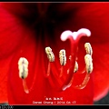 nEO_IMG_140417--Rad Flower 012-800.jpg