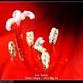 nEO_IMG_140423--Red Flower E-PL2 001-800.jpg