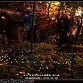 nEO_IMG_140426--Firefly 070-800.jpg