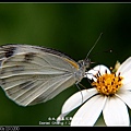 nEO_IMG_140429--Butterfly E-PL2 015-800.jpg