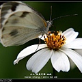 nEO_IMG_140429--Butterfly E-PL2 022-800.jpg