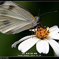 nEO_IMG_140429--Butterfly E-PL2 026-800.jpg