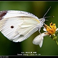 nEO_IMG_140429--Butterfly E-PL2 042-800.jpg