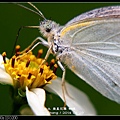 nEO_IMG_140429--Butterfly E-PL2 060-800.jpg