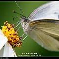 nEO_IMG_140429--Butterfly E-PL2 052-800.jpg