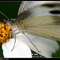 nEO_IMG_140429--Butterfly E-PL2 070-800.jpg