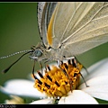 nEO_IMG_140429--Butterfly E-PL2 076-800.jpg