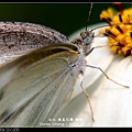 nEO_IMG_140429--Butterfly E-PL2 065-800.jpg