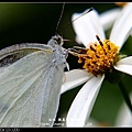 nEO_IMG_140429--Butterfly E-PL2 079-800.jpg