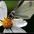 nEO_IMG_140429--Butterfly E-PL2 085-800.jpg