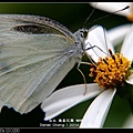 nEO_IMG_140429--Butterfly E-PL2 093-800.jpg