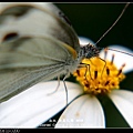 nEO_IMG_140503--Butterfly E-PL2 009-800.jpg