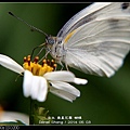 nEO_IMG_140503--Butterfly E-PL2 032-800.jpg