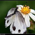 nEO_IMG_140503--Butterfly E-PL2 041-800.jpg