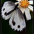 nEO_IMG_140503--Butterfly E-PL2 045-800.jpg