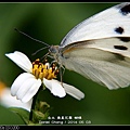 nEO_IMG_140503--Butterfly E-PL2 039-800.jpg