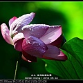 nEO_IMG_140524--Waterlily Botanical Garden 043-800.jpg