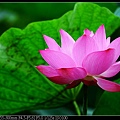 nEO_IMG_140525--Waterlily D600 009-800.jpg