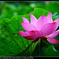 nEO_IMG_140525--Waterlily D600 011-800.jpg