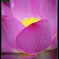 nEO_IMG_140525--Waterlily D600 013-800.jpg