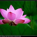 nEO_IMG_140525--Waterlily D600 021-800.jpg