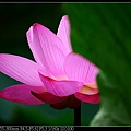 nEO_IMG_140525--Waterlily D600 044-800.jpg