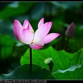 nEO_IMG_140525--Waterlily D600 061-800.jpg