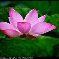 nEO_IMG_140525--Waterlily D600 062-800.jpg