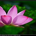 nEO_IMG_140525--Waterlily D600 070-800.jpg