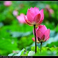 nEO_IMG_140525--Waterlily D600 107-800.jpg