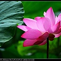 nEO_IMG_140525--Waterlily D600 113-800.jpg