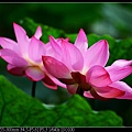 nEO_IMG_140525--Waterlily D600 117-800.jpg