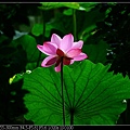 nEO_IMG_140525--Waterlily D600 124-800.jpg