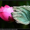 nEO_IMG_140608--Waterlily D610 007-800.jpg