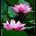 nEO_IMG_140608--Waterlily D610 022-800.jpg