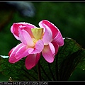 nEO_IMG_140608--Waterlily D610 033-800.jpg