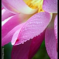 nEO_IMG_140608--Waterlily D610 038-800.jpg