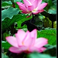 nEO_IMG_140608--Waterlily D610 048-800.jpg