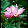 nEO_IMG_140608--Waterlily D610 050-800.jpg