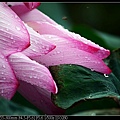 nEO_IMG_140608--Waterlily D610 064-800.jpg