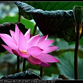 nEO_IMG_140614--Waterlily D610 021-800.jpg