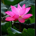 nEO_IMG_140614--Waterlily D610 044-800.jpg