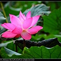 nEO_IMG_140614--Waterlily D610 047-800.jpg