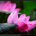 nEO_IMG_140615--Waterlily D610 019-800.jpg