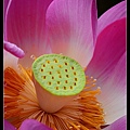 nEO_IMG_140615--Waterlily D610 021-800.jpg