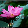 nEO_IMG_140615--Waterlily D610 028-800.jpg